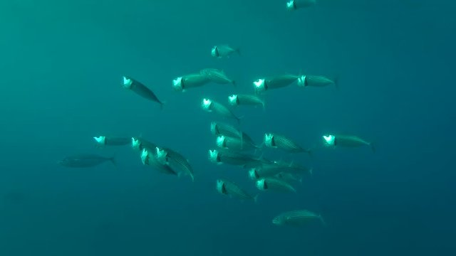 School of Indian Mackerel (Rastrelliger kanagurta)  feeds plankton under surface water, Red sea, Marsa Alam, Abu Dabab, Egypt
