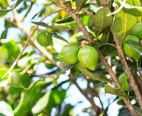 Macadamia nuts on the tree.