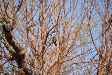 Graufischer, der schwarzweisse Eisvogel 