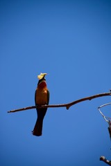 Weißstirn Bienenfresser. © AnnKathrin