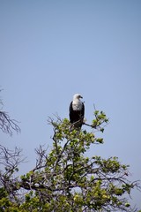 Weißkopfseeadler