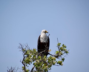 Weißkopfseeadler