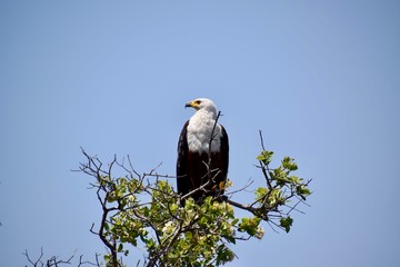 Weißkopfseeadler