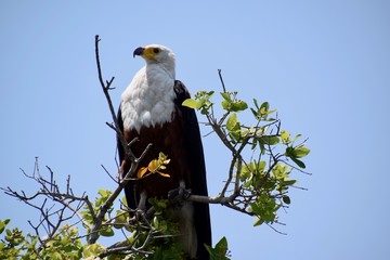 weißkopfseeadler