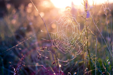 Dew drops on the spider web