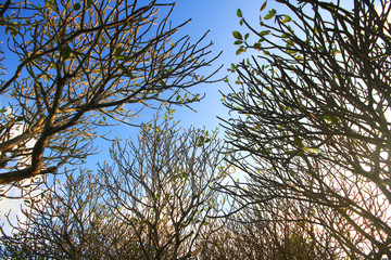 Bare branches of Frangipani Plumeria trees. Branches without leaves against the blue sky