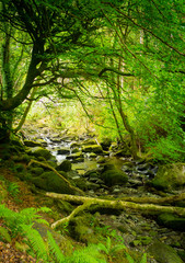 Fototapeta na wymiar Waterfalls in green Ireland