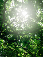 Leaves in the backlit show structure frame.