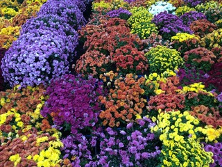 flowers, flower, chrysanthemum, bouquet, white, shop, chrysanthemums, bright, colorful, florist, floral, petal, plant, blossom, pink, botany, nature, flora, yellow, bloom, color, business, season, mar