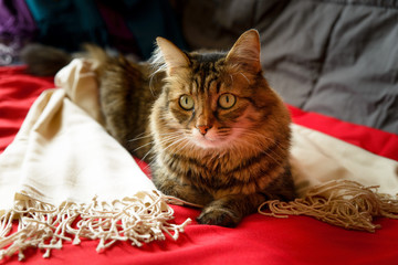 Pashmina cat shawl - 178570409