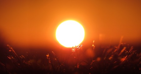early sunrise on a summer day, red sky and white sun, detail on grass standing in front of the sun - obrazy, fototapety, plakaty