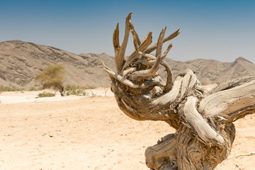 Baumstumpf im Tal des Hoanib, Landschaft im Kaokoveld, Namibia
