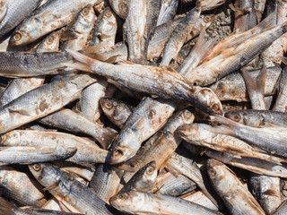 Fototapeta premium Dead fish due to the drought that has dried up a pond.