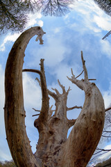 Old dead tree in the city park