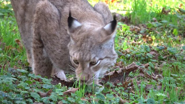 Luchs, Lynx, Raubtier, fressen, Hunger, Fleisch, kauen, Nahrungsaufnahme, Wildtier, 4K