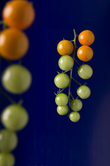 close up of immature tomato panicle isolated on blue background