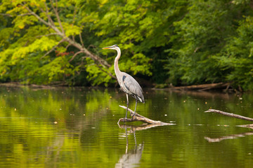 Fototapeta premium Heron perched on a log.