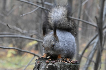 Squirrel on tree stump