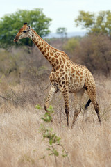 Naklejka na ściany i meble The Masai giraffe (Giraffa camelopardalis tippelskirchi), also spelled Maasai giraffe in a savanna