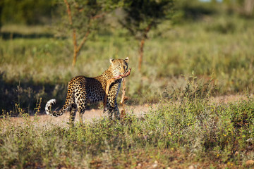 The African leopard (Panthera pardus pardus) young female patrolling in its territory in the first morning light with prey