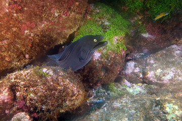 Black moray eel (Muraena augusti) , pair Moray eel inside the rock
