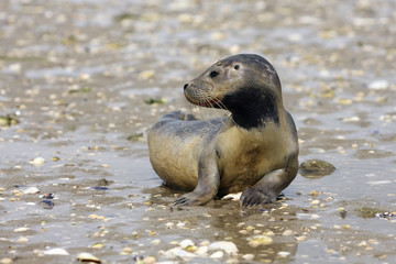The harbor (or harbour) seal (Phoca vitulina), also known as the common seal on the beach