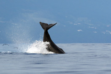 The sperm whale (Physeter macrocephalus) or cachalot, sperm whale tail