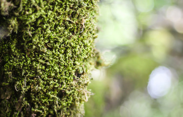 Curly moss