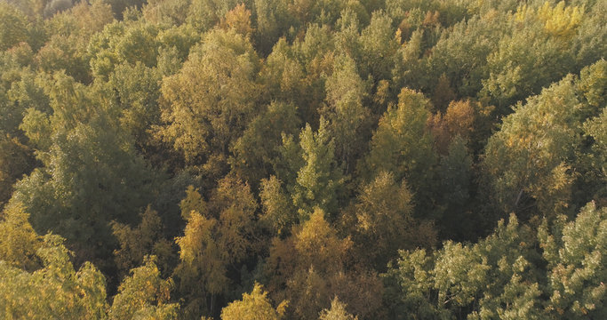 Aerial shot of autumn trees in forest