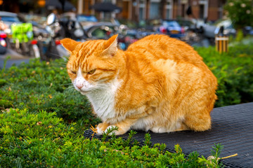 The pretty homeless beautiful ginger stray cat