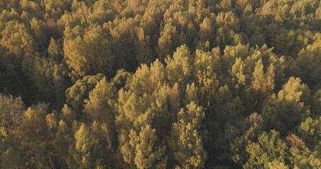 Naklejka na ściany i meble Aerial shot of autumn trees in forest