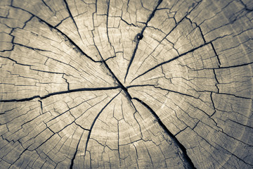 tree trunk wood crack pattern background