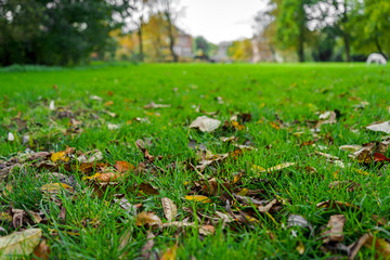 Autumn leaves on green grass field in park