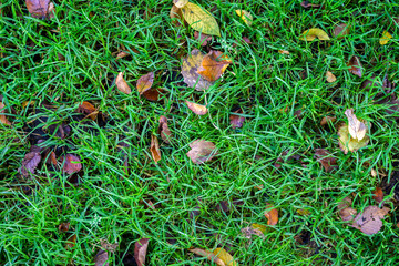 Autumn leaves on green grass field, view from above