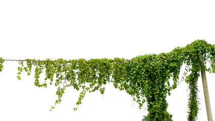 Ivy green with leaf on isolate white background