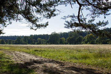 Coniferous forest and meadow under a blue sky with clouds in southern Moravia