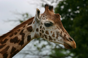 tête de girafe 2