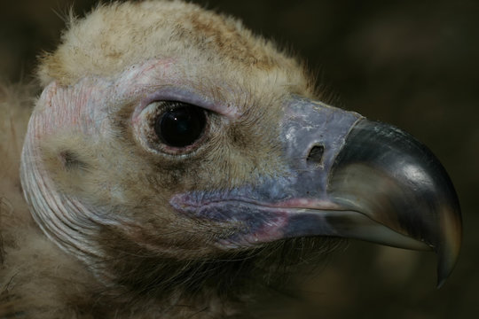 vautour moine