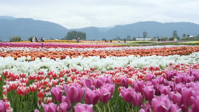 beautiful tulip field in mountains