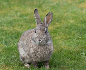 Rabbit