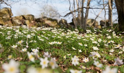 Wood Anemone