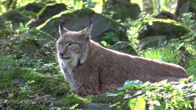 Luchs, Europ&auml;ischer Luchs, Lynx, Pinselohren, Wildkatze, Wildtier, Verhalten, 4K