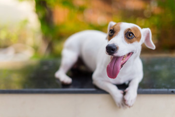cute jack russel terrier with action post and blur background of garden