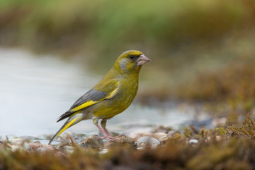 European greenfinch