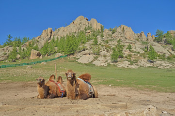 Two dromedary camels in the Gorkhi-Terelj National Park in Mongolia