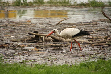 Storch, Stork, am Neckar, bei Mannheim dank Hochwasser findet er reichlich Nahrung, Sommer 16 