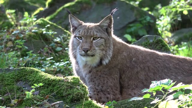 Luchs, Europ&auml;ischer Luchs, Lynx, Pinselohren, Wildkatze, Wildtier, Verhalten, 4K