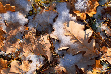 fallen oak leaves under the first snow