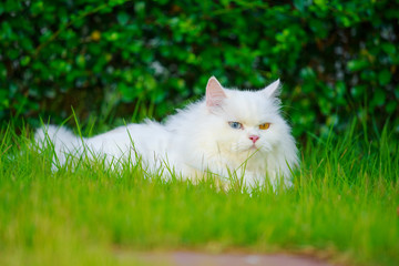 Naklejka na ściany i meble white Persian cat with 2 different-colored eyes (heterocromatic eyes) on grass field