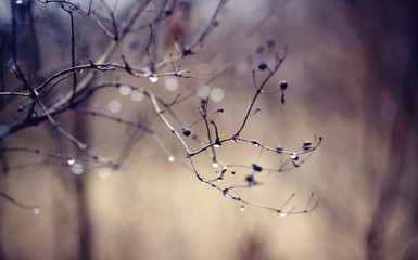 Fototapeta na wymiar Naked autumn branches in drops.